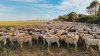 Australia: Sheep and lamb production poised for growth