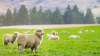 New Zealand farm profitability continues to rebound but uncertainty on the horizon