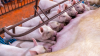 Germany: Associations are calling for a national special program for sow farming
