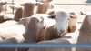 Australia: Sheep producers feel fodder cost pressures