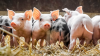 The British pork industry reduces its carbon footprint by 18% and sets its environmental strategy until 2030   