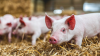 Germany: Animal Welfare Initiative decides on easier access