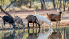 Record year for Australian goatmeat highlighted in 2025 global snapshot