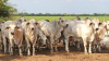 Paraguay achieves a historic breakthrough and will be able to export meat to Turkey